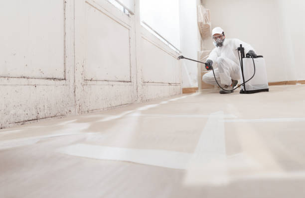 Black mold remediation team in Chestnut Hill
