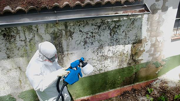 Mold Removal service in Chestnut Hill